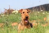 AIREDALE TERRIER 173